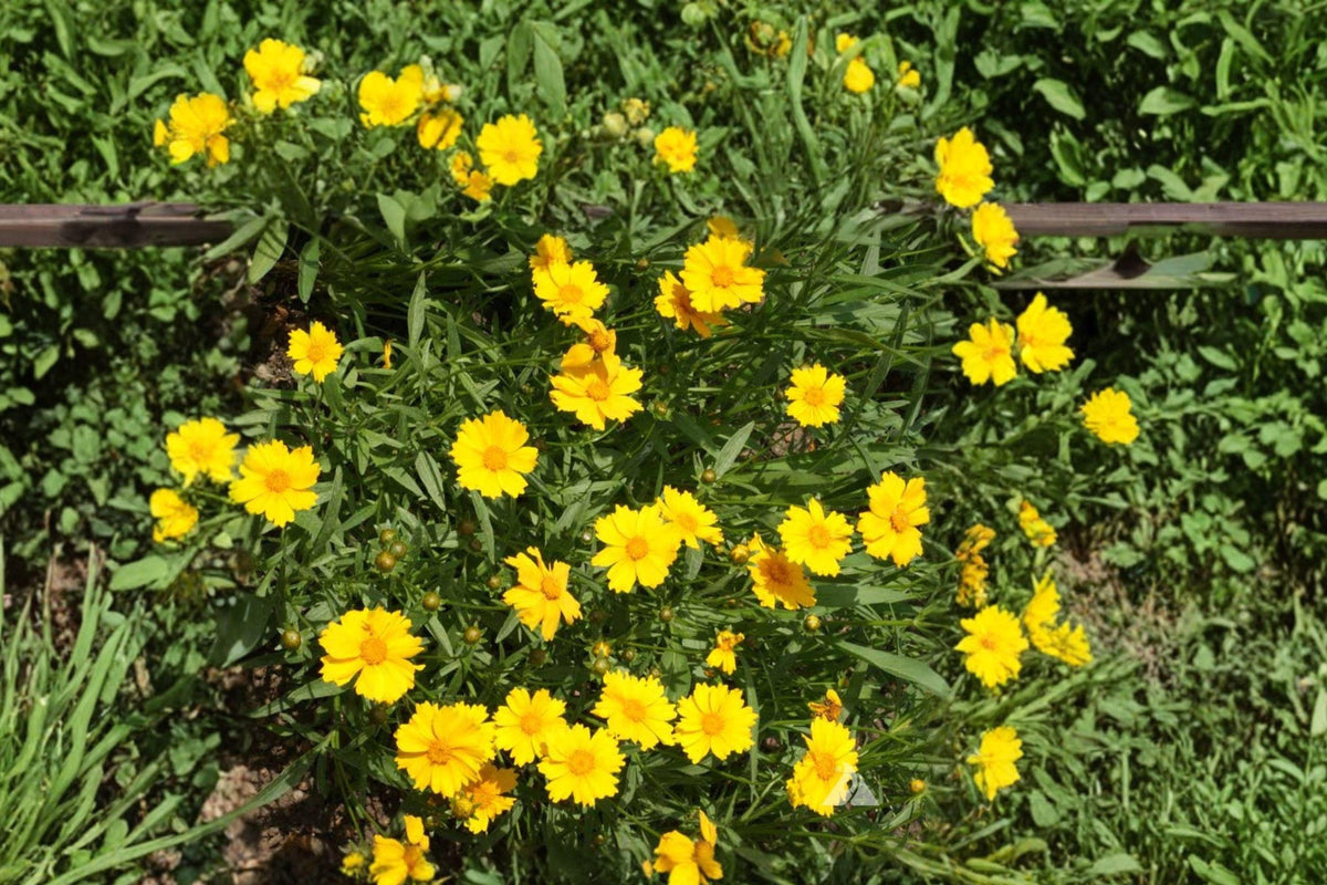 Dwarf Coreopsis Seeds – Yellow Perennial Wildflower for Sunny Gardens, Coreopsis lanceolata, 50 Seeds