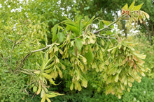 Boxelder Maple Seeds – 10 Pack, Acer negundo, Fast Growing Shade Tree for Windbreaks and Landscaping