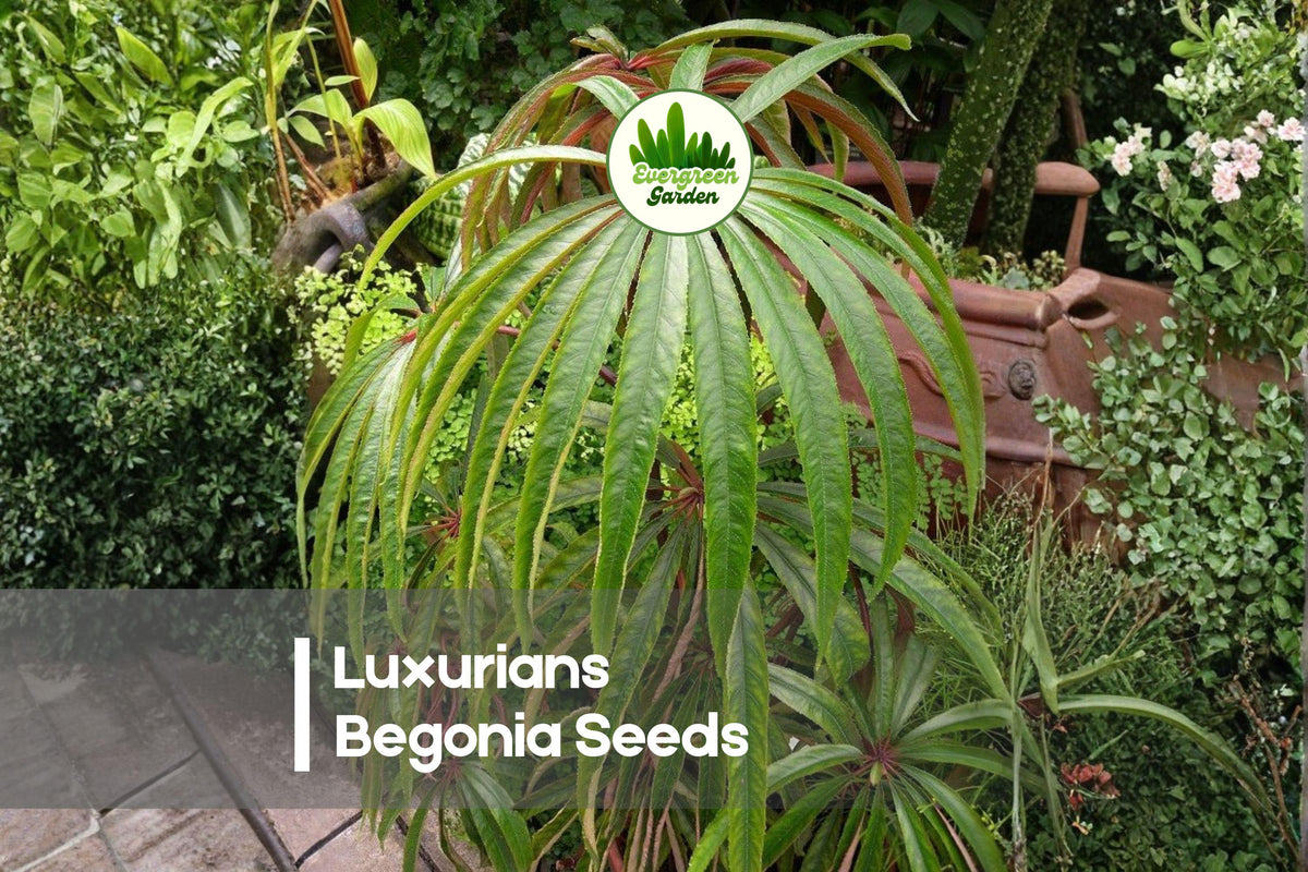 Luxurians Begonia Seeds – Ornamental Foliage Plant, Palm-Like Leaves, Begonia luxurians, Indoor & Shade Garden