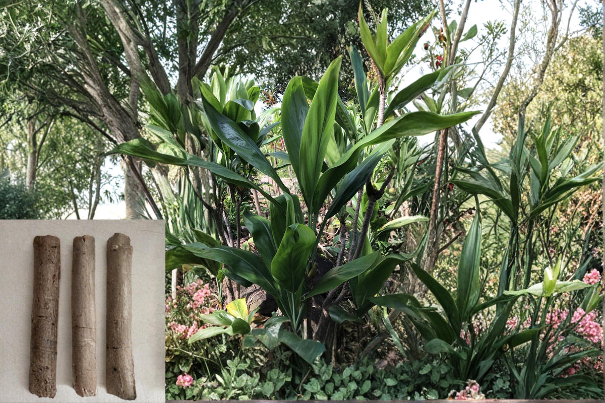 Hawaiian Green Ti Leaf Cuttings 6 Inch Unrooted Cordyline fruticosa Tropical Ornamental Plant