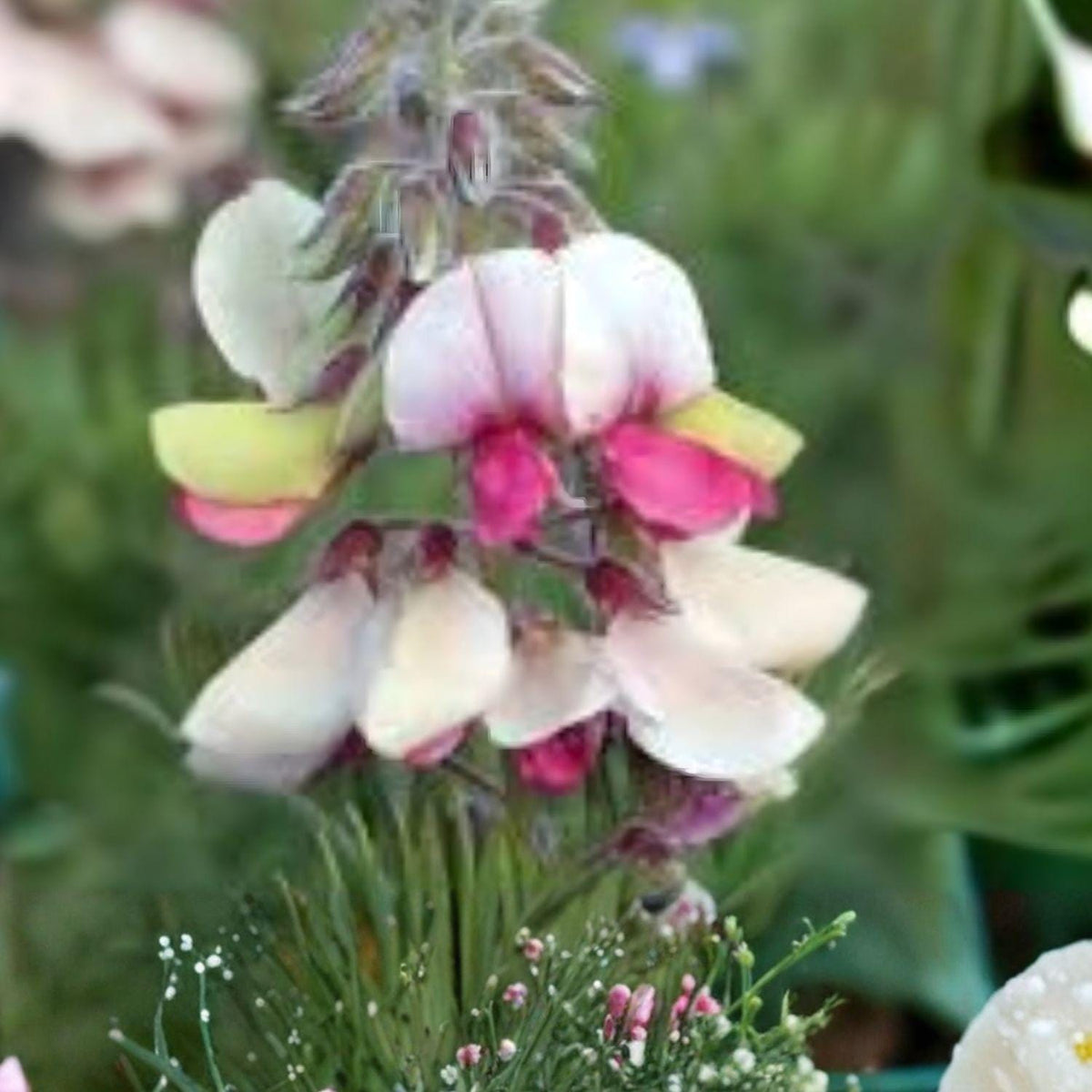 Goat’s Rue Seeds 10 Tephrosia virginiana Native Prairie Perennial Legume Drought Tolerant Plant