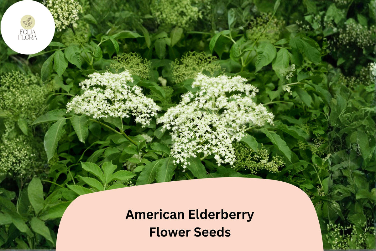 American Elderberry Seeds – 50 Sambucus canadensis Native Shrub for Wildlife Gardens & Landscape Planting