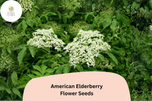 American Elderberry Seeds – 50 Sambucus canadensis Native Shrub for Wildlife Gardens & Landscape Planting