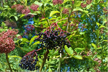 American Elderberry Cuttings 12 Unrooted Sambucus canadensis Fruiting Shrub for Wildlife & Garden