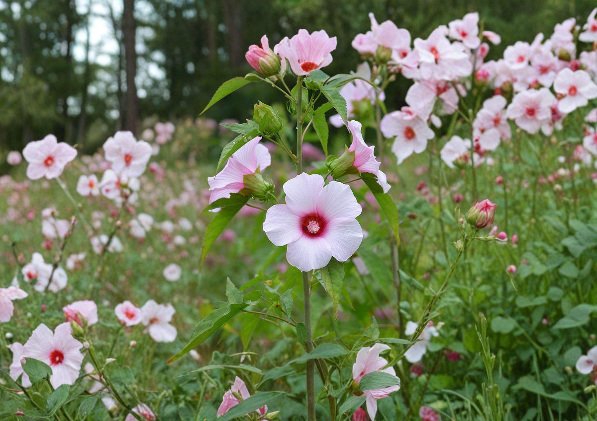 Rose Mallow Hibiscus Seeds – Large Pink Native Wetland Flower Seeds for Moist Gardens & Pollinator Attracting Perennial