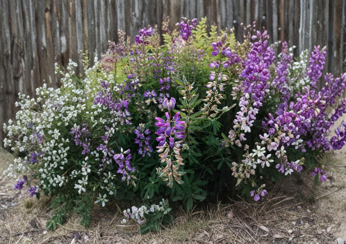 Riverbank Lupine Seeds – Native Purple Blue Perennial Flower Seeds for Gardens, Meadow & Native Plantings (Lupinus rivularis)
