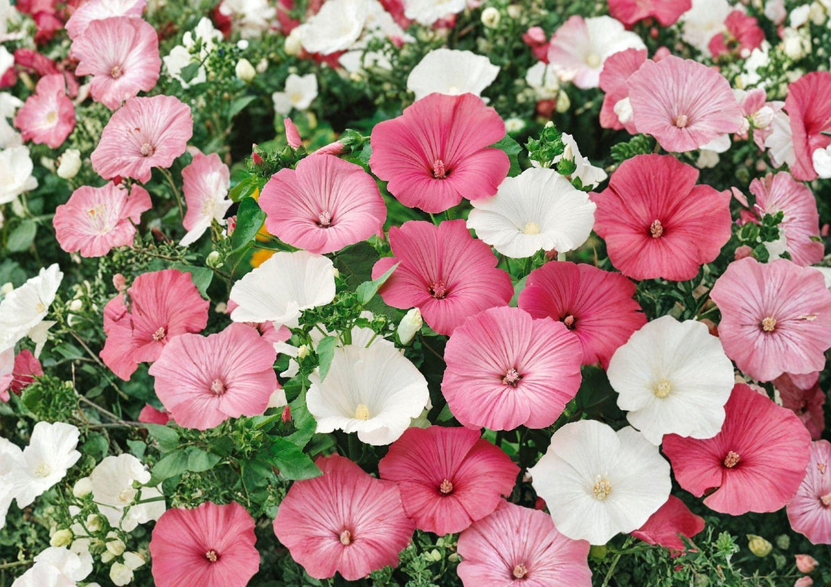Dwarf Rose Mallow Seeds – Mixed Color Annual Flower Seeds for Summer Garden – Lavatera trimestris Compact Hibiscus-Like Blooms