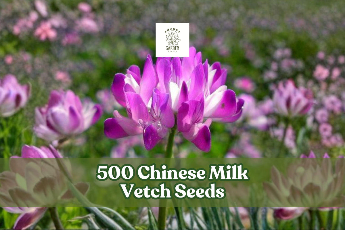 500 Chinese Milk Vetch Seeds – Astragalus sinicus Cover Crop, Pink Flowers, Annual Legume for Garden & Field Planting