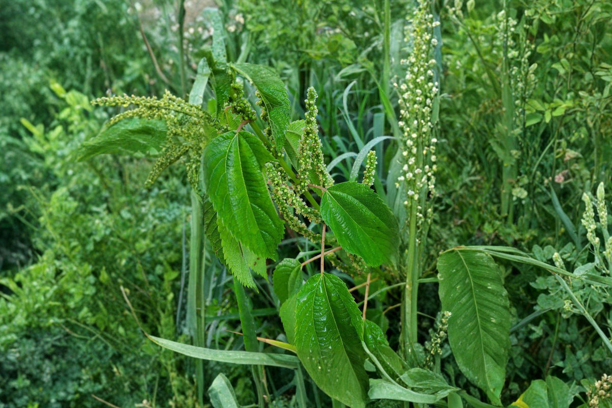 False Nettle Seeds – Native Wetland Perennial for Rain Gardens & Wildlife Habitat – Boehmeria cylindrica (100 Seeds)