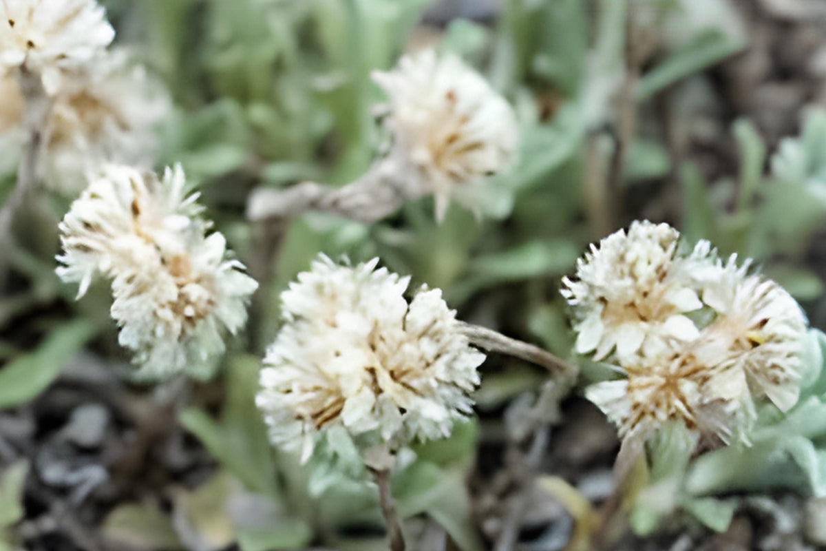 Pussytoes Seeds (100) | Native Wildflower, Drought Tolerant, Antennaria parvifolia for Rock Gardens & Prairie Landscapes