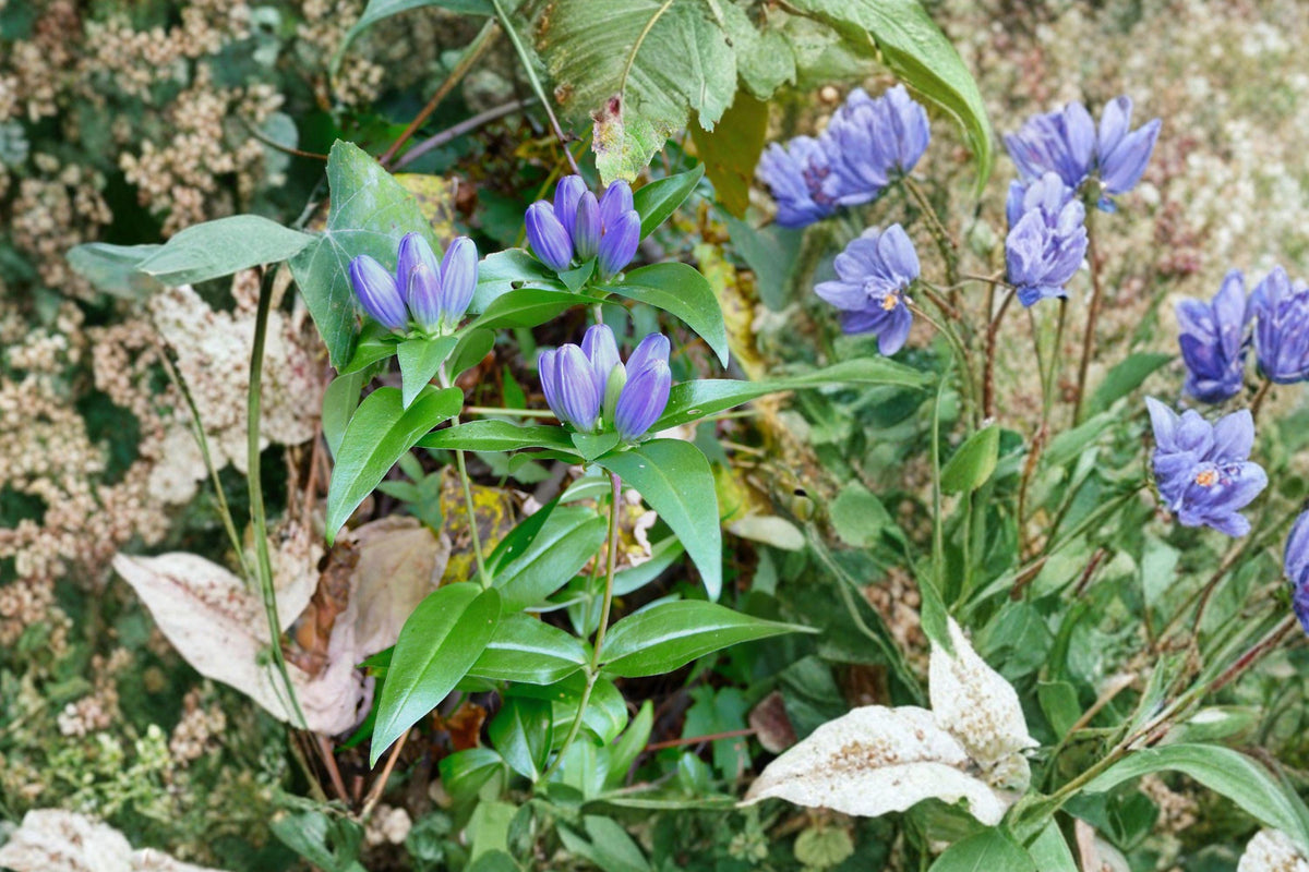 Gentiana andrewsii Bottle Gentian Seeds – Native Blue Perennial for Shade Gardens & Pollinator Habitats