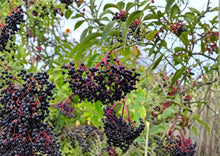 American Black Elderberry Seeds – Hardy Fruit Bearing Shrub with White Flowers and Dark Berries, Sambucus canadensis