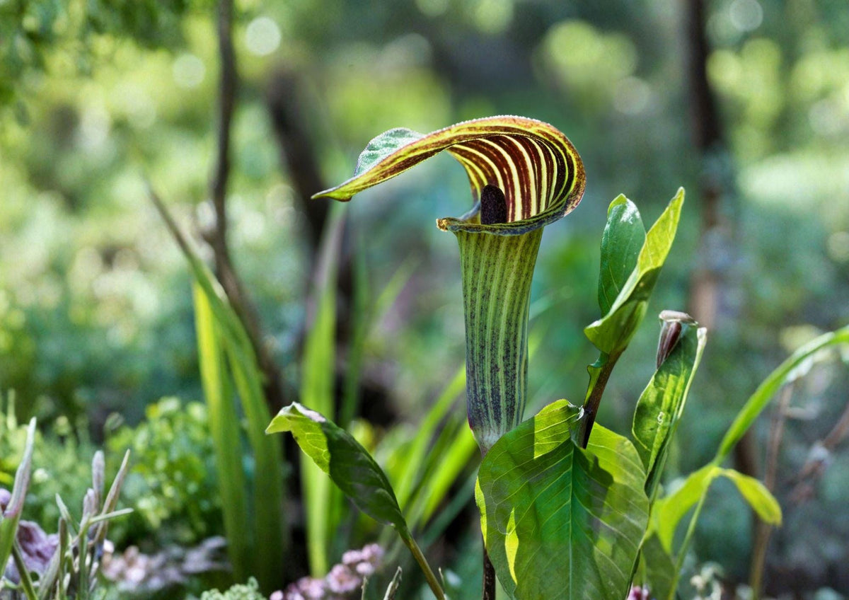 Arisaema triphyllum Seeds – Jack-in-the-Pulpit Woodland Perennial Flower, Native Shade Plant, Rare Flower Seeds