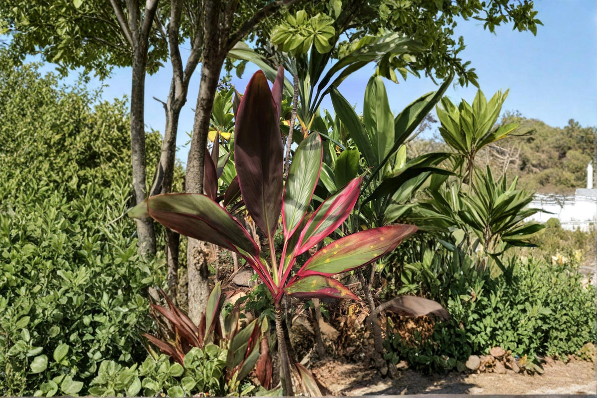 Hawaiian Ti Leaf Cuttings 6 Inch Logs | Cordyline fruticosa Green Pink Red Hybrid Tropical Plant