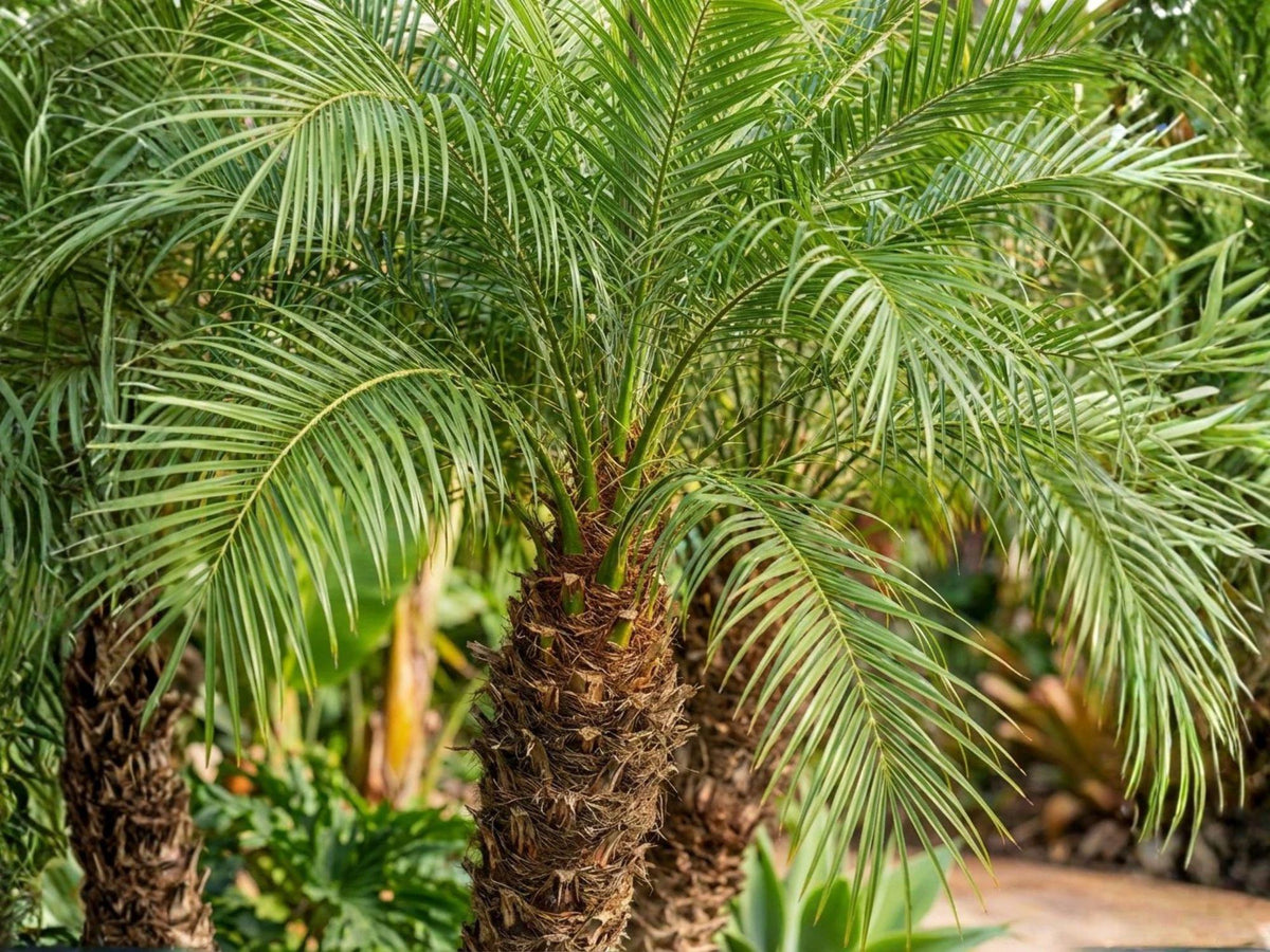 Pygmy Date Palm Seeds – Phoenix roebelenii Small Tropical Indoor Outdoor Tree for Patio & Garden
