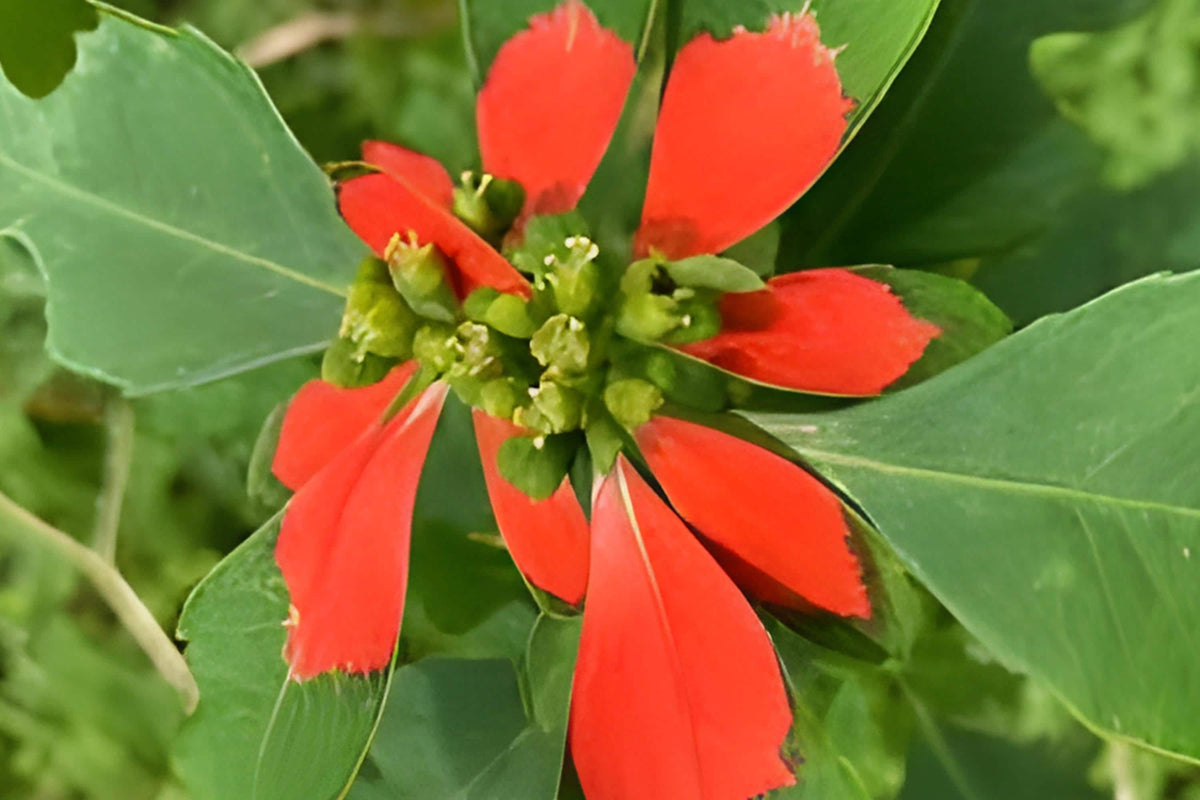 Fire-on-the-Mountain Seeds, Native Annual, Red and Green Variegated Bracts, Euphorbia cyathophora, Heat Tolerant, Pollinator Friendly