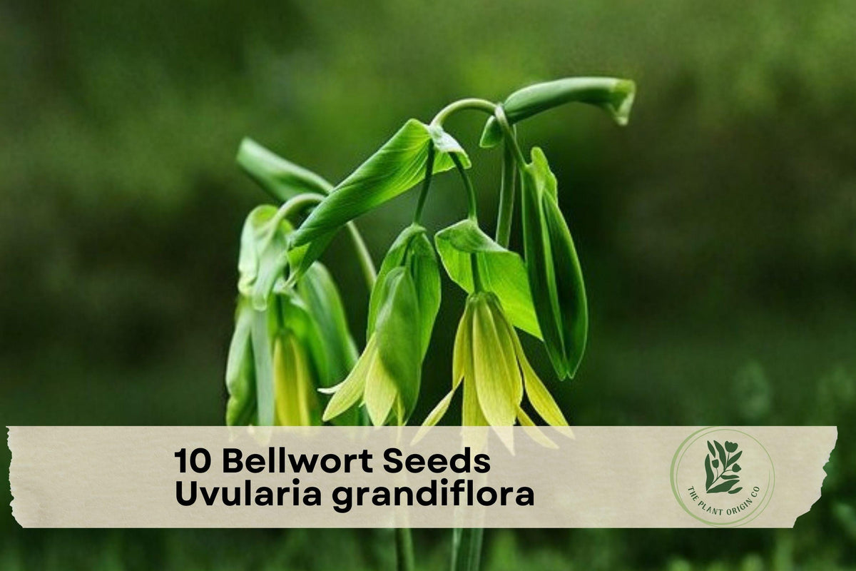 Bellwort Seeds, Uvularia grandiflora, Native Woodland Wildflower, Yellow Nodding Blooms, Shade Garden Perennial, Early Spring Flowering