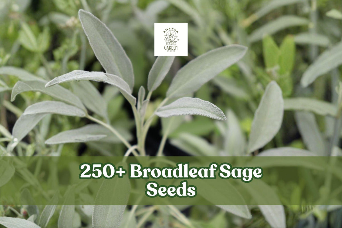 250+ Broadleaf Sage Seeds – Perennial Herb Garden, Salvia officinalis, Aromatic Green Foliage, Culinary Herb, Full Sun, Easy to Grow