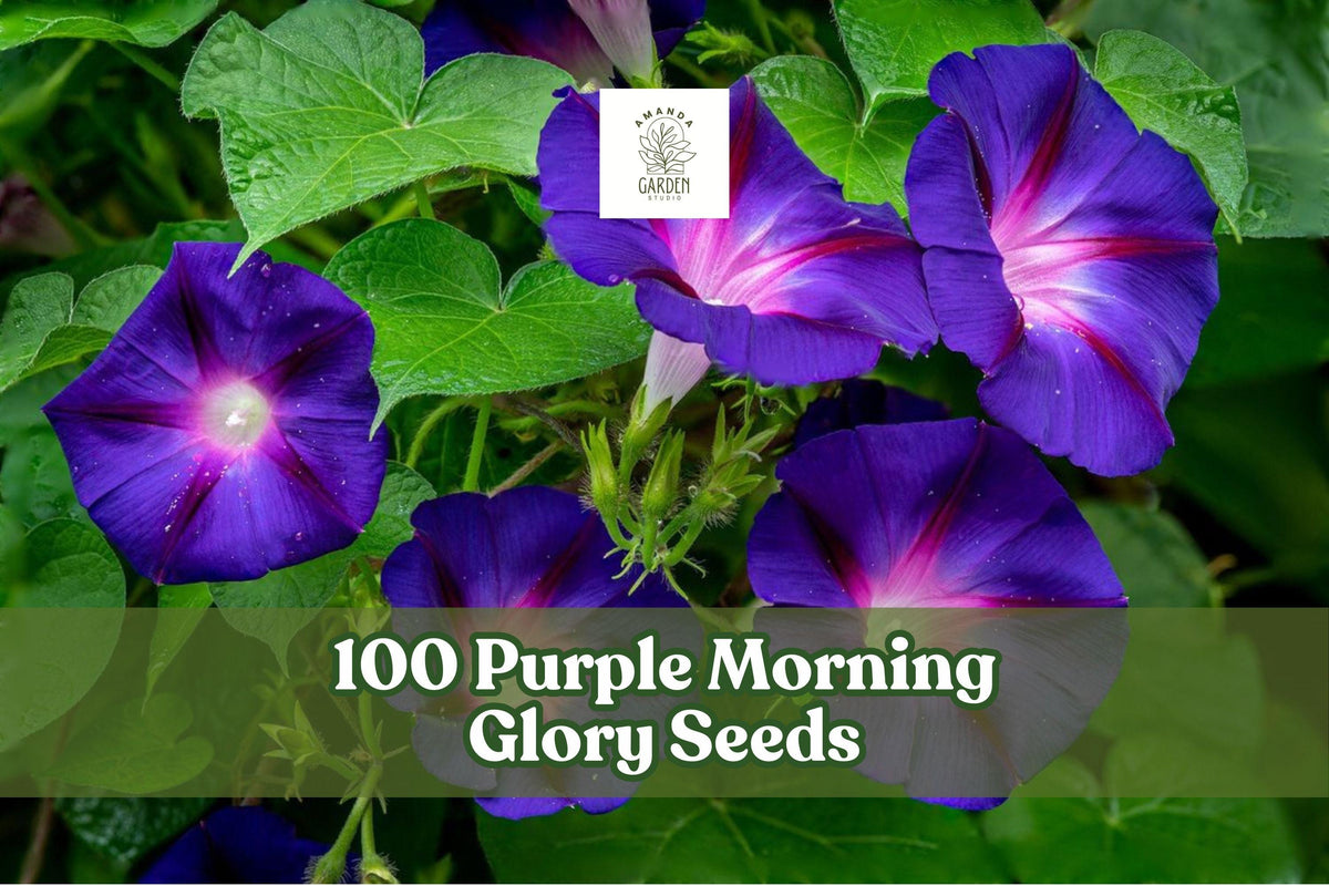 100 Purple Morning Glory Seeds – Climbing Vine, Ipomoea purpurea, Purple Blooms, Vertical Garden, Trellis, Fences