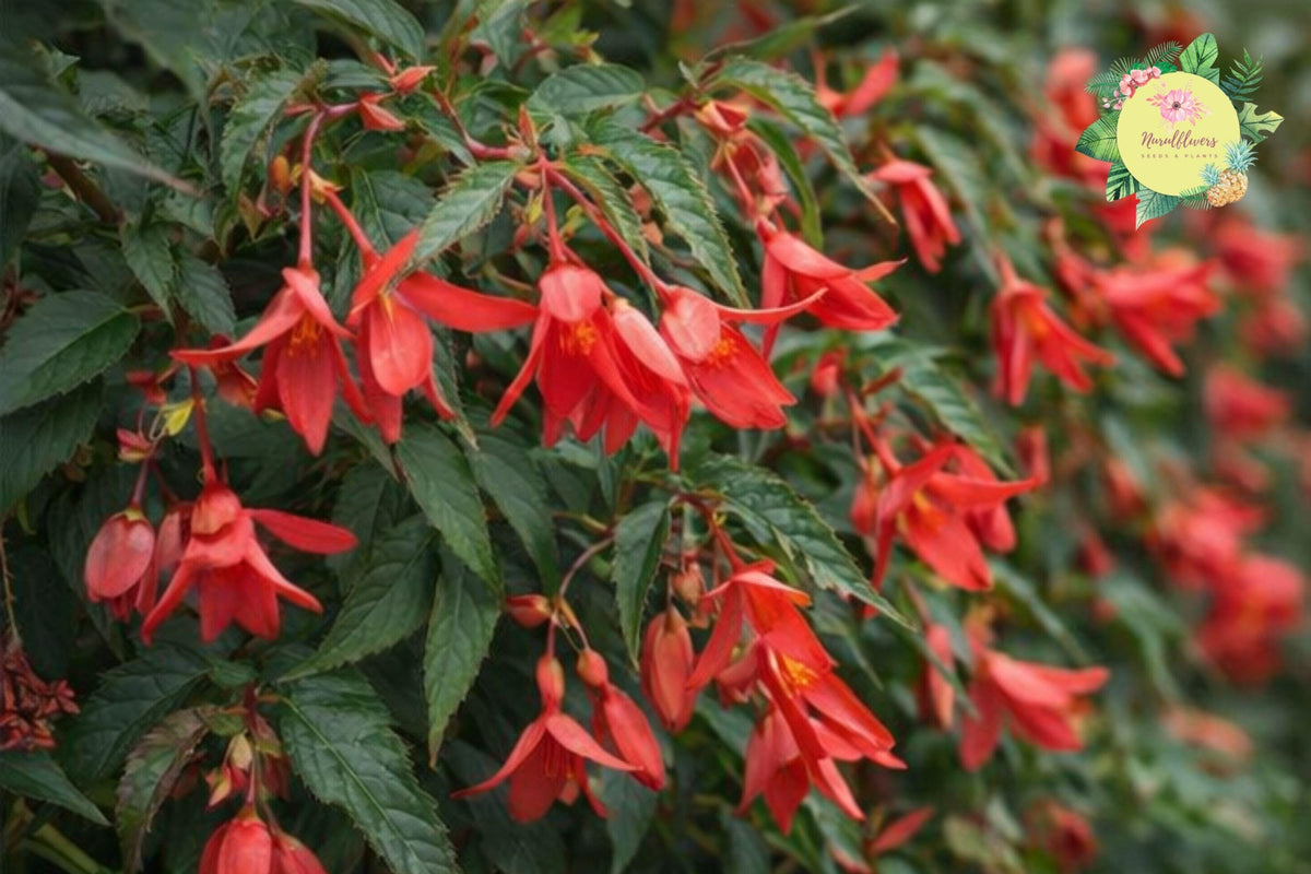 Royal Luxe Begonia Seeds – Non-GMO Tuberhybrida Flower Seeds for Indoor & Outdoor Gardens, Vibrant Foliage & Flowers, 45 or 125 Pack