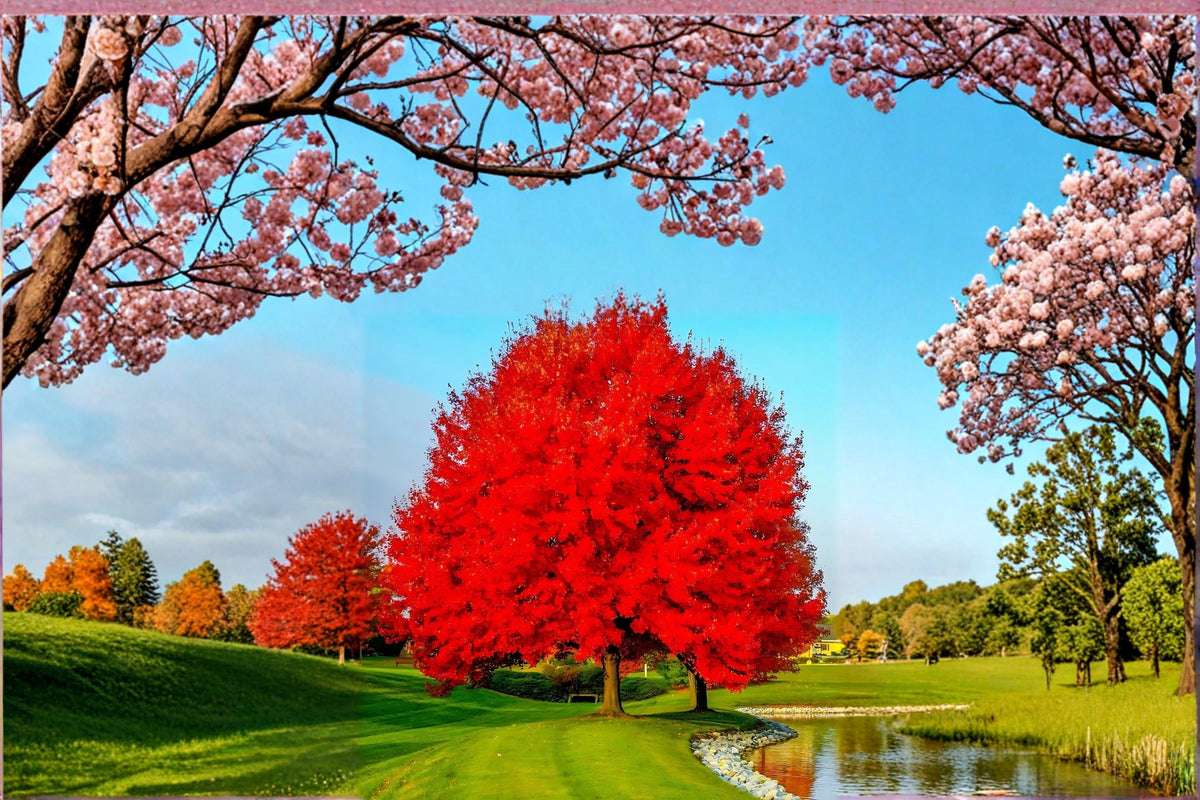 Red Maple Live Plants - Acer rubrum Ornamental Tree, 18" Tall, Deciduous Shade Tree, Vibrant Fall Foliage, Landscape Planting