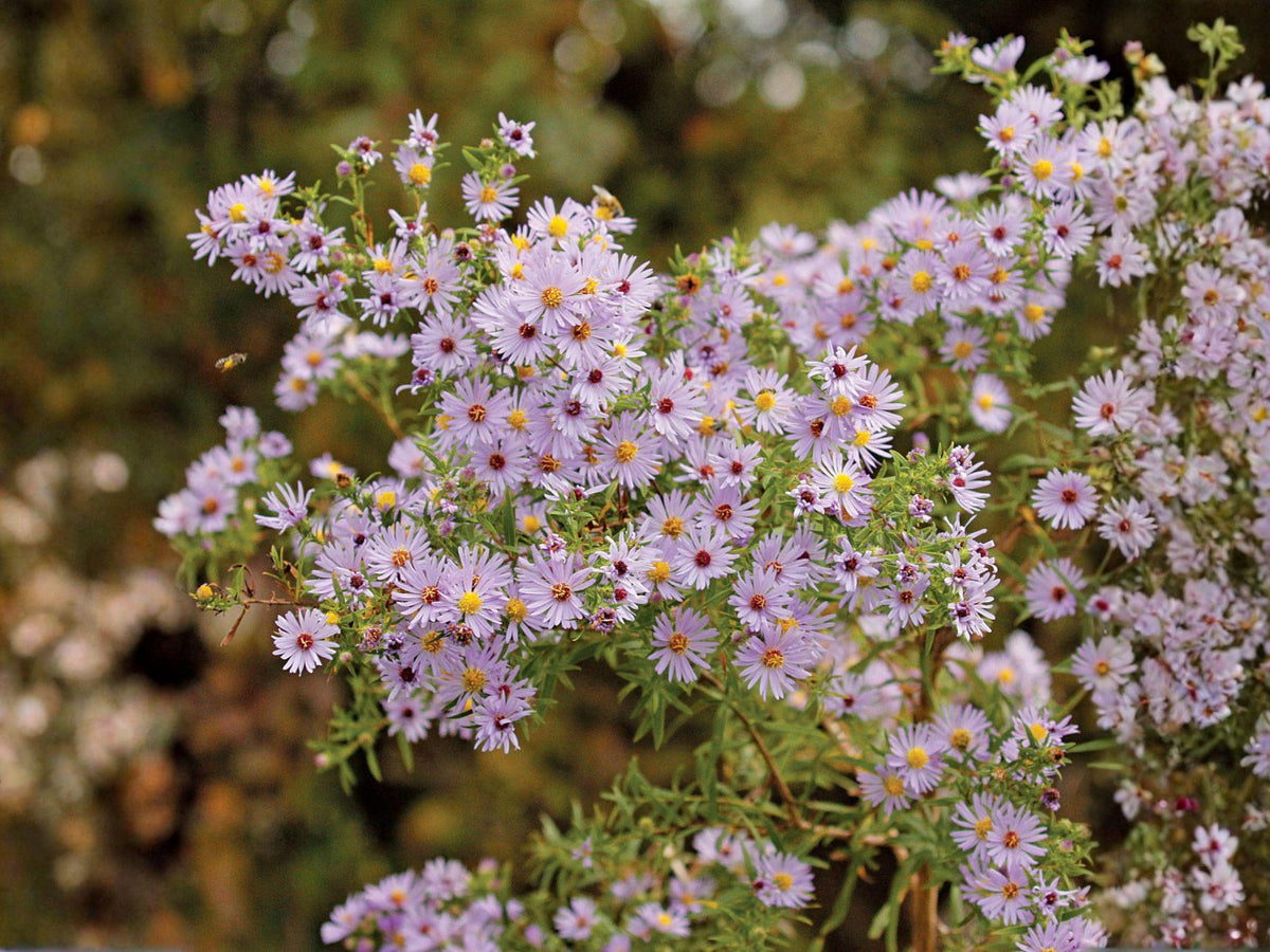 Symphyotrichum Praealtum Seeds | Tall Willow Aster Heirloom Non-GMO Wildflower Pollinator Garden Perennial Seeds
