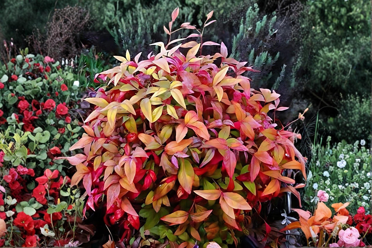 Nandina Live Plants 1-2 ft Tall | Heavenly Bamboo Shrub | Nandina domestica | Evergreen Ornamental Bush