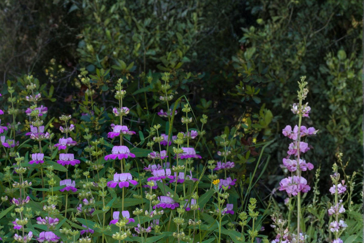 Chinese Houses Seeds – 100 Native Wildflower Seeds for Shade Gardens, Spring Blooms, Collinsia heterophylla