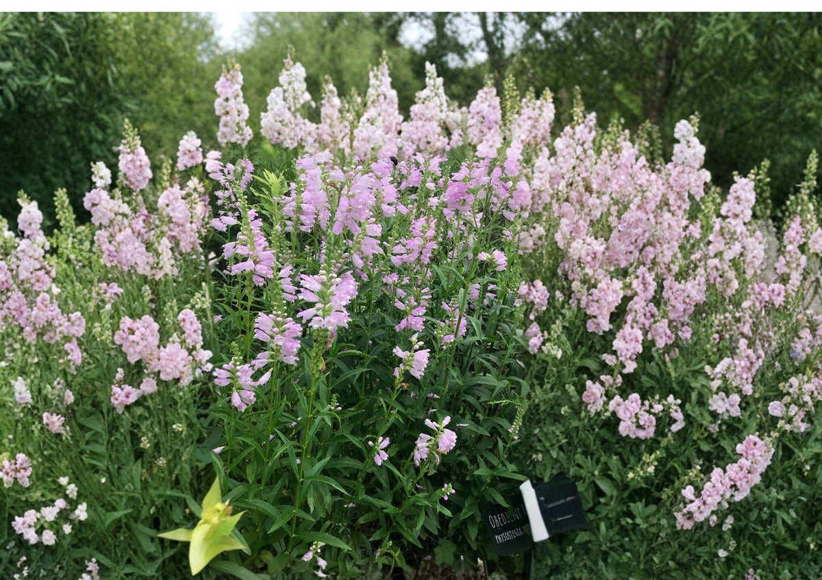 Obedient Plant Seeds – Pink Purple Flower Spikes, Native Perennial, Pollinator Garden, Physostegia virginiana, 50 Seeds