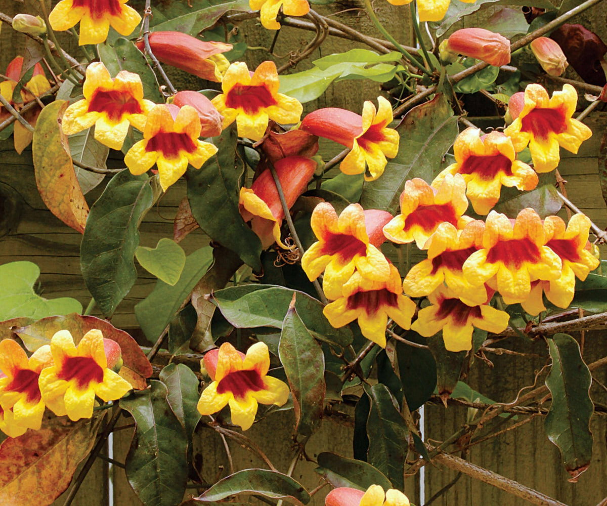 Cross Vine Plants - 2 Live Starter Plants - Tangerine Beauty Bignonia capreolata Trumpet Flower Vine for Trellises & Fences