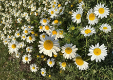 German Chamomile Seeds – Fragrant Daisy Flowers for Tea and Remedies – Matricaria recutita, Herb Garden, Cottage Border, Pollinator-Friendly