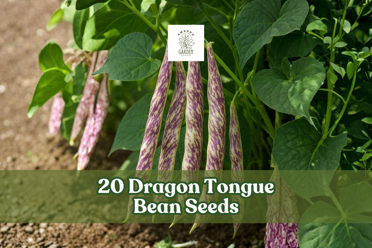 20 Dragon Tongue Bean Seeds – Heirloom Bush Beans with Cream Pods & Purple Streaks – Phaseolus vulgaris
