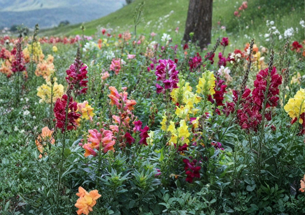500+ Tetra Snapdragon Seeds Antirrhinum majus Colorful Tall Annual Flowers for Garden & Cut Arrangements