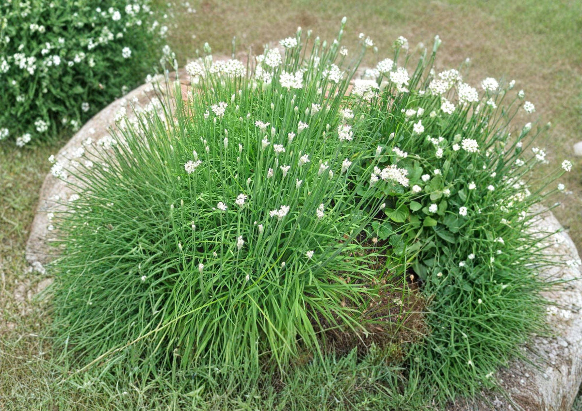Garlic Chives Seeds 100+ Allium Tuberosum Perennial Herb Edible Leaves White Flowers Kitchen Garden