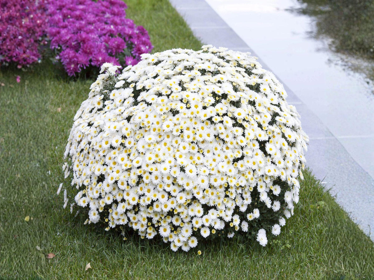 Creeping Daisy Seeds, Ground Cover, Heirloom Non-GMO Flower, Chrysanthemum paludosum, Cottage Garden, Border, Container Plant