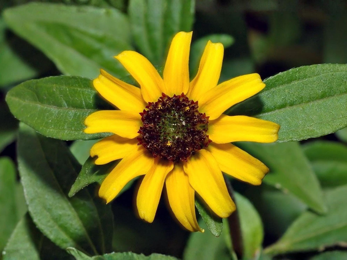 Creeping Zinnia Seeds, Ground Cover, Heirloom Non-GMO Flower Seeds, Sanvitalia procumbens, Garden Planting, Container, Border