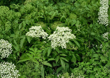 American Elderberry Seeds – Native Shrub for Edible Gardens, Wildlife, White Flowers – Sambucus canadensis, 50 Premium Seeds