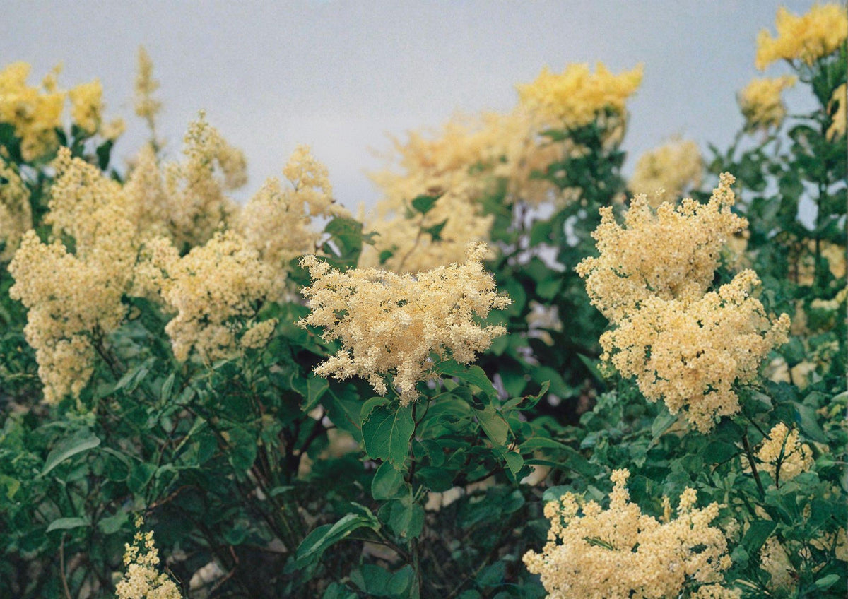 Japanese Tree Lilac Seeds – Fragrant Creamy White Ornamental Tree for Gardens & Landscapes – Syringa amurensis japonica