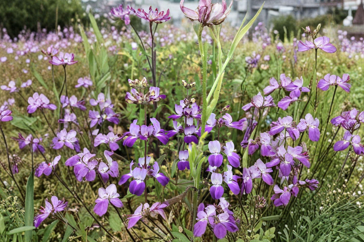 Chinese Houses Wildflower Seeds – Native Purple Pink Tiered Blooms, Annual, Collinsia heterophylla, 100 Seeds