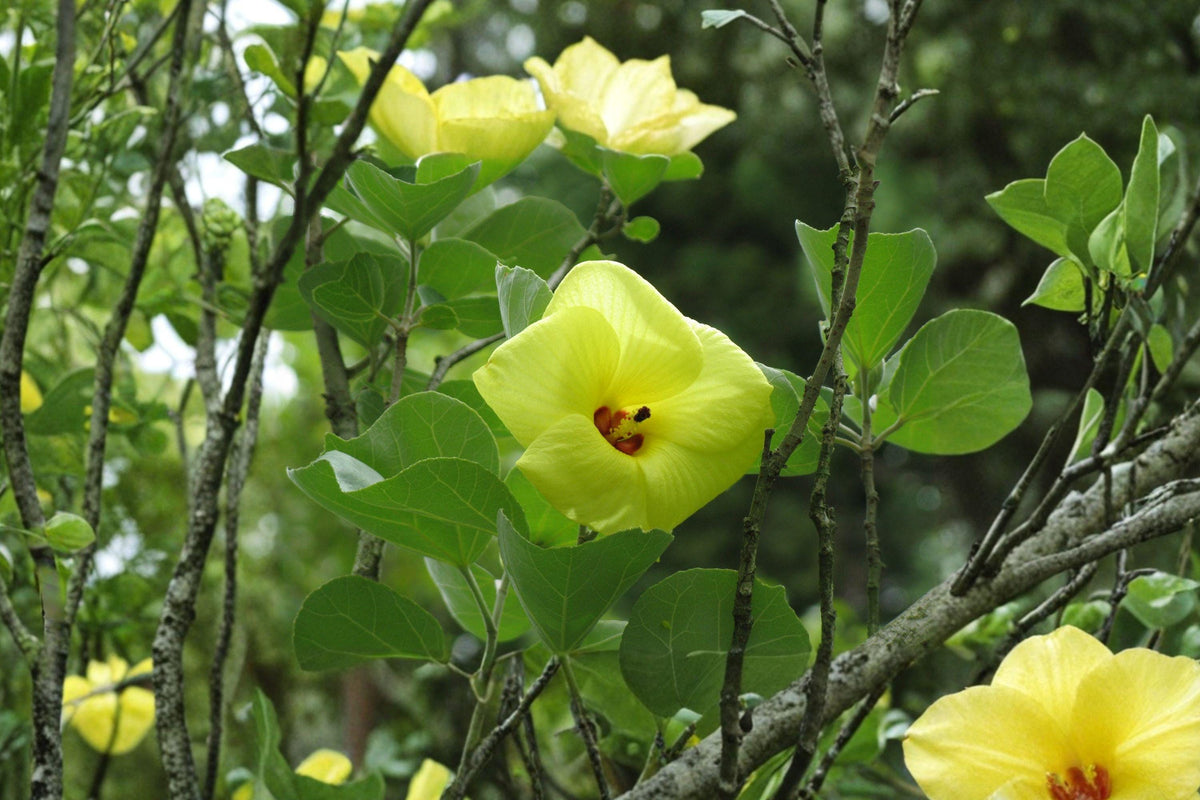 Hardy Yellow Rose of Sharon Seeds – Hibiscus hamabo Rare Ornamental Shrub for Gardens, Coastal, Pollinator Friendly