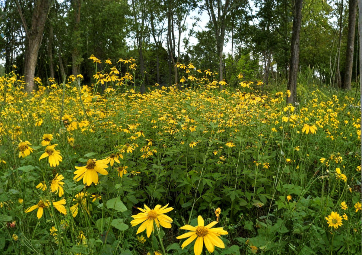 Rudbeckia Laciniata Seeds – Tall Yellow Wildflower for Pollinator Gardens – Native Perennial with Bright Daisy-Like Flowers
