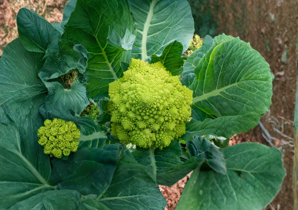 Romanesco Broccoli Seeds - Heirloom Non-GMO Vegetable, Fractal Lime Green Brassica Oleracea, Gourmet Garden Planting