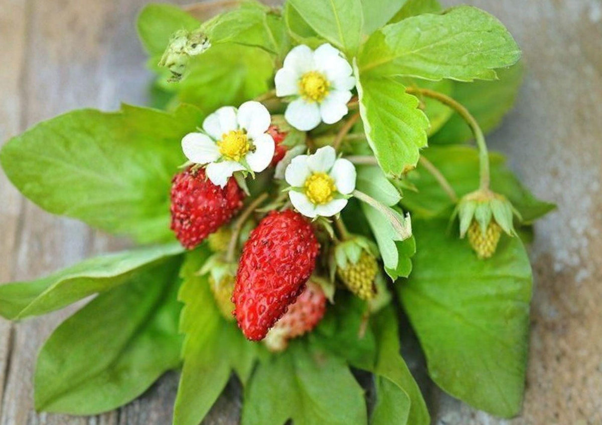 50+ Alexandria Strawberry Seeds – Heirloom Alpine Miniature Fruit, Everbearing, Non-GMO, Sweet Flavor, Container & Garden Planting