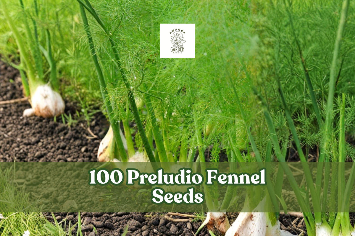Preludio Fennel Seeds – Bulb-Forming Foeniculum Vulgare for Garden Beds & Containers, 100 Seeds