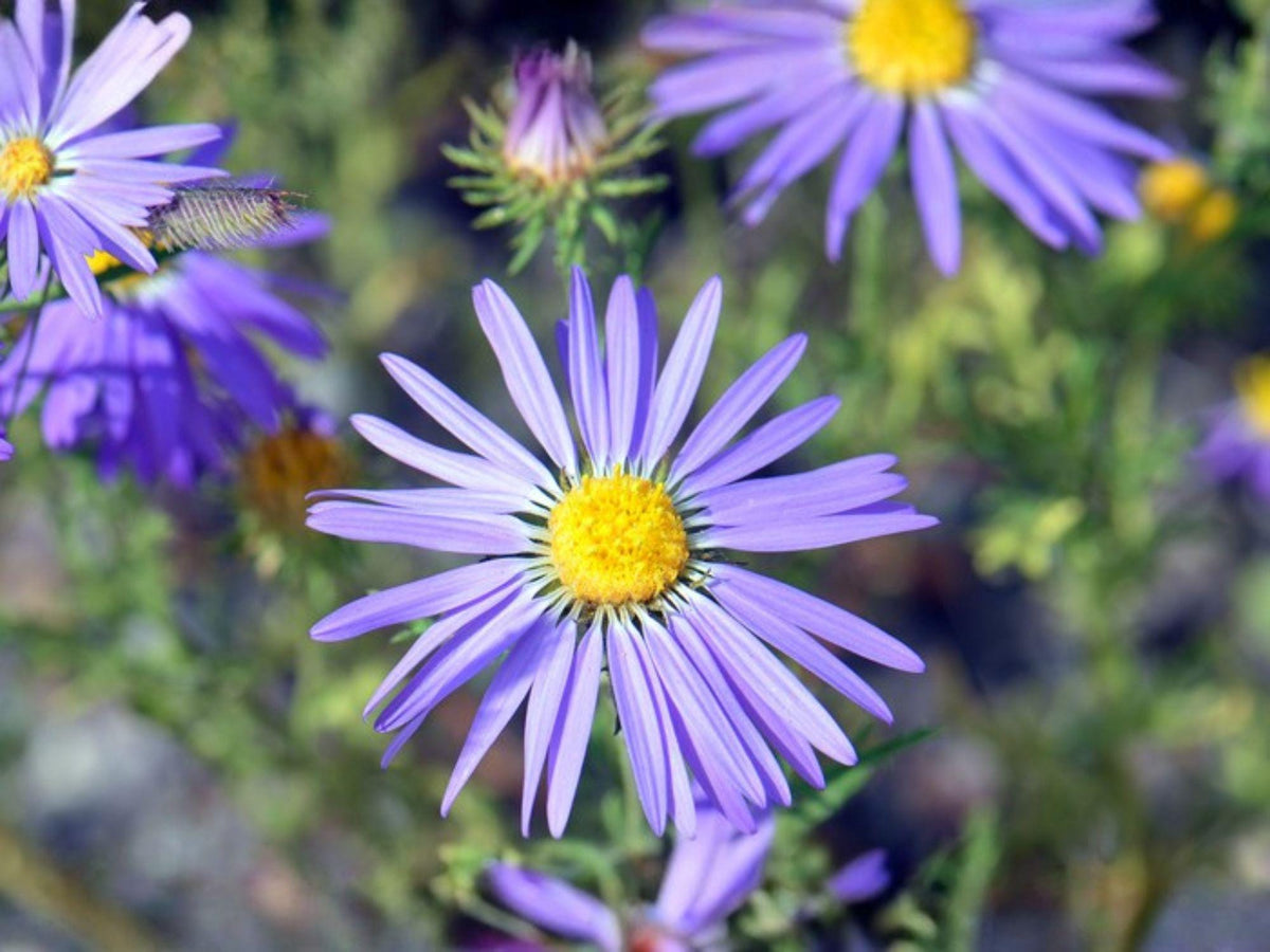 Machaeranthera tanacetifolia Seeds – Tahoka Daisy Wildflower, Heirloom, Non-GMO, Native Pollinator Planting, Garden, 100 Seeds
