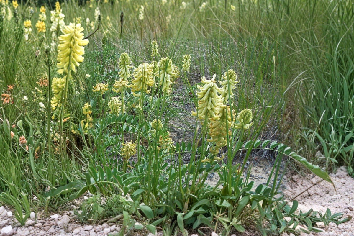Canadian Milk Vetch Seeds – Native Perennial Wildflower for Pollinator Gardens, Astragalus canadensis, 50 Seeds