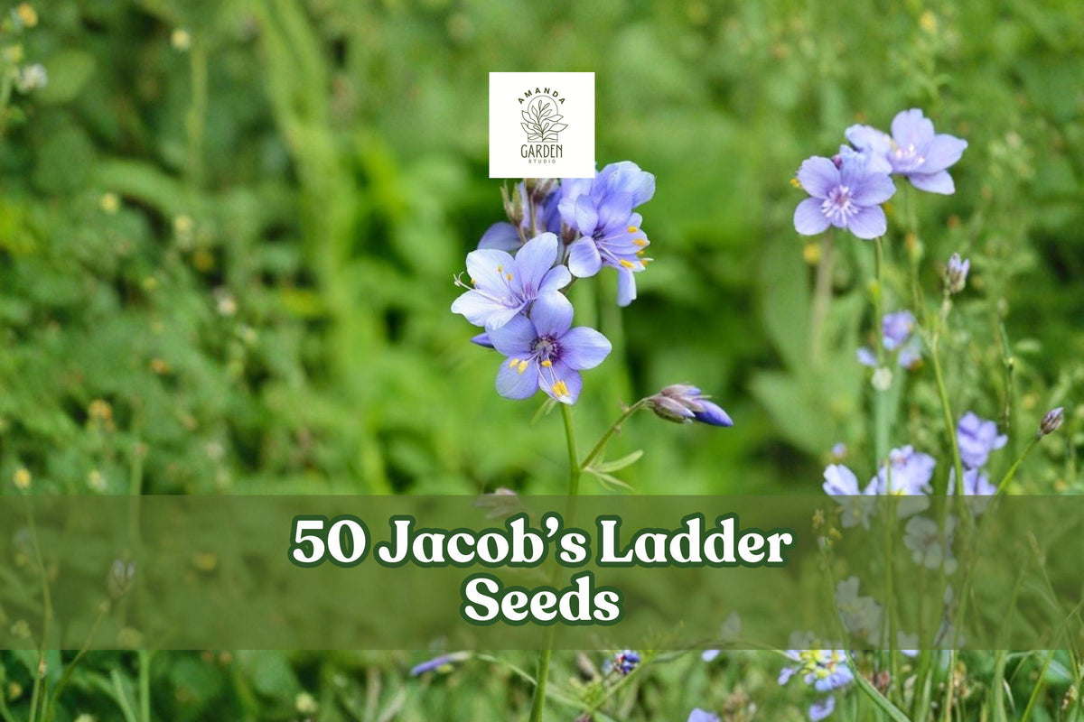 Jacob’s Ladder Seeds – Perennial Wildflower, Blue & Pink Blooms, Shade Garden, Polemonium reptans, 50 Seeds