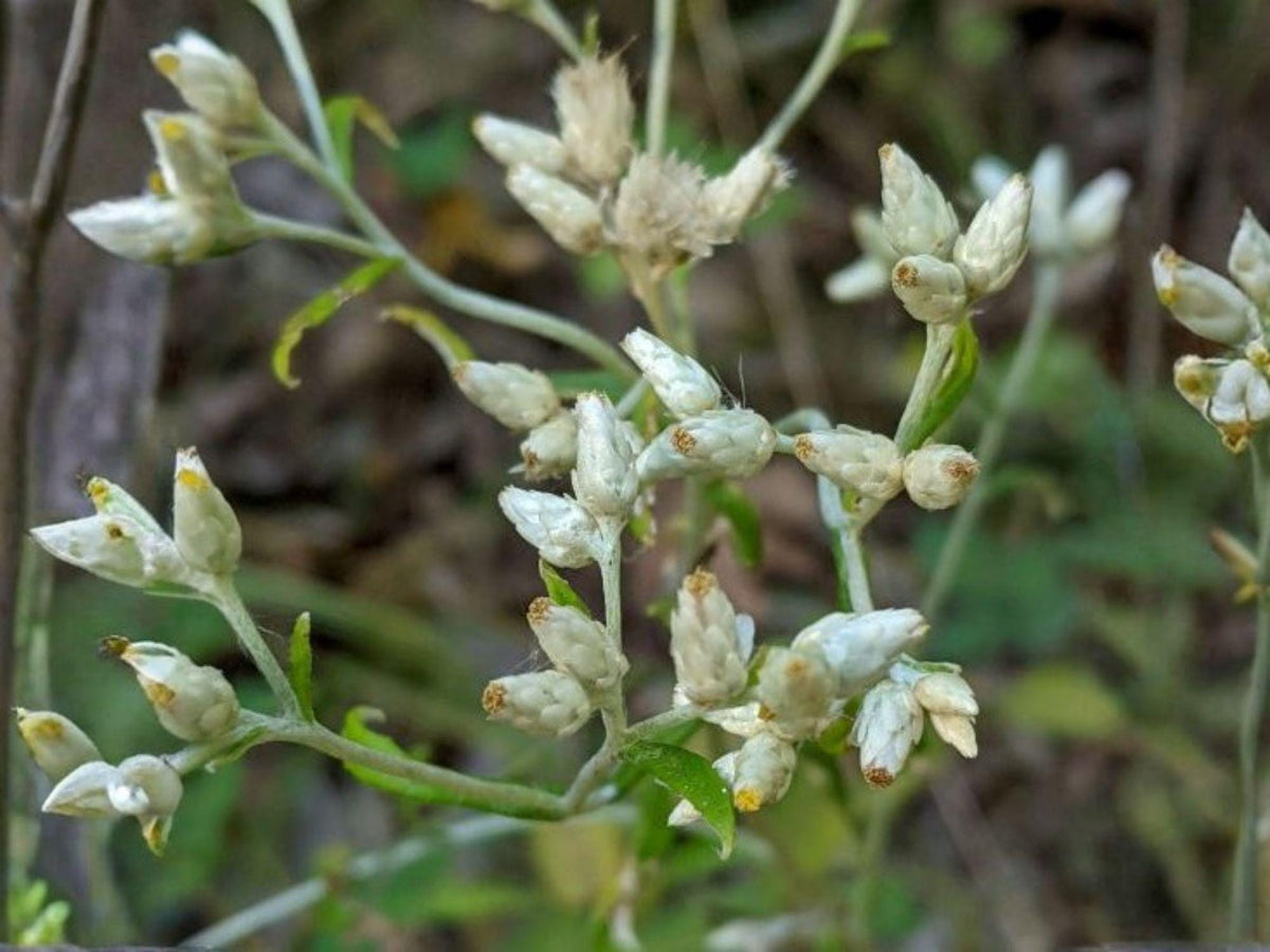 Pseudognaphalium Obtusifolium Seeds – Sweet Everlasting Native Wildflower – Fragrant Dried Flower Plant – 500 Seeds