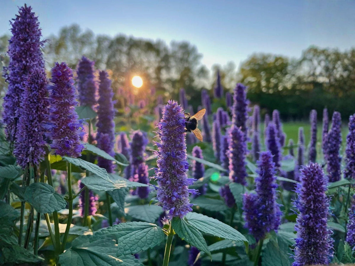 Agastache Foeniculum Seeds – Anise Hyssop Licorice Mint Blue Giant Hyssop Pollinator Herb, Drought Tolerant Perennial