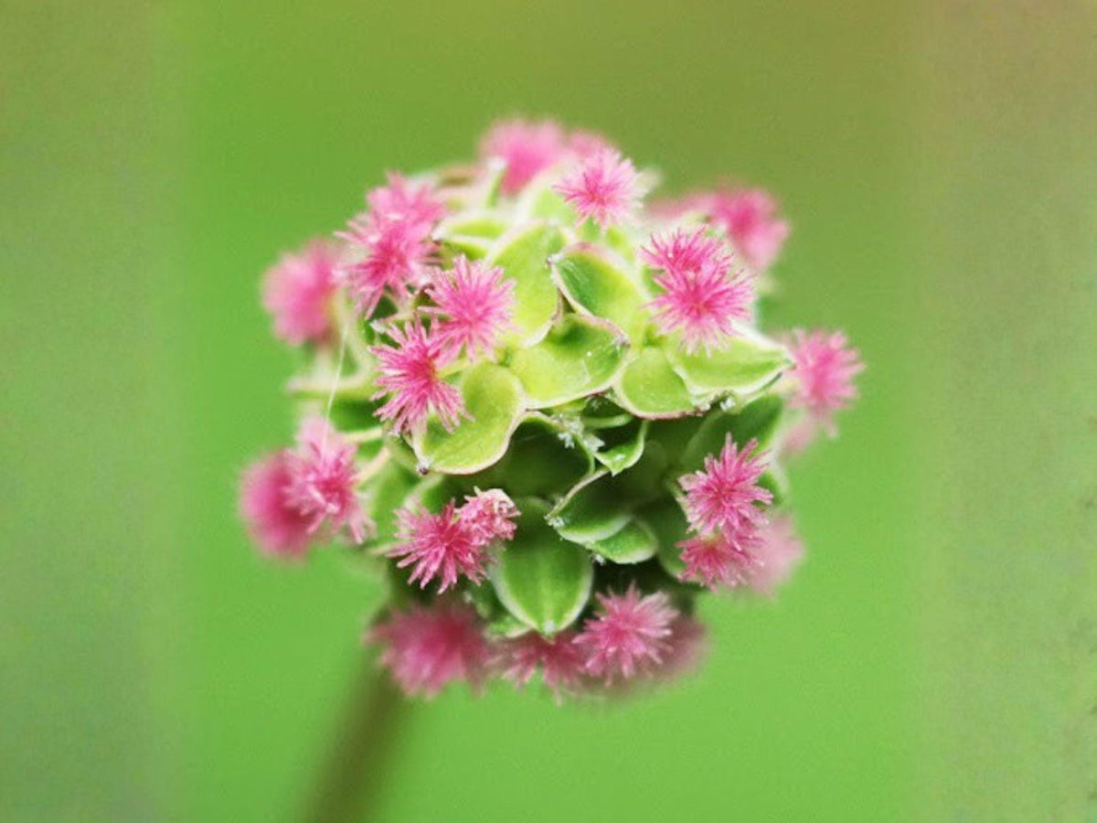 Sanguisorba Minor Seeds – Small Burnet Herb for Edible Gardens, Drought Tolerant Perennial, Herb Seeds for Salad and Pollinator Gardens